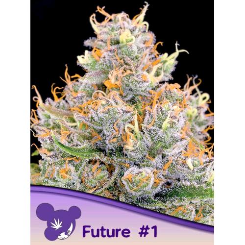 ANESIA SEEDS - FUTURE #1 FEM - 10 SEMI