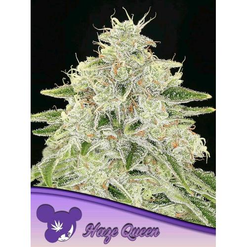 ANESIA SEEDS - HAZE QUEEN FEM - 25 SEMI