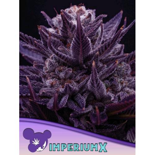 ANESIA SEEDS - IMPERIUM X FEM - 10 SEMI