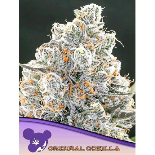 ANESIA SEEDS - ORIGINAL GORILLA #4 FEM - 25 SEMI