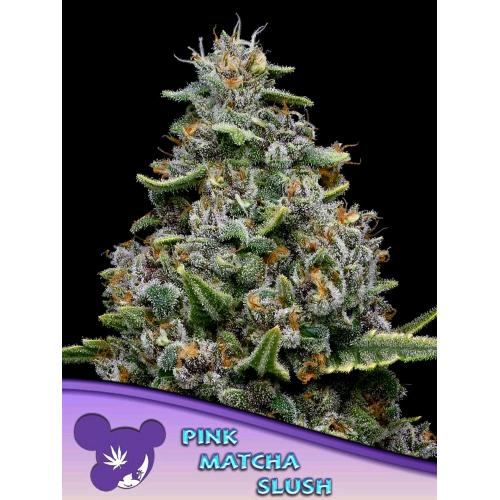 ANESIA SEEDS - PINK MATCHA SLUSH FEM - 10 SEMI