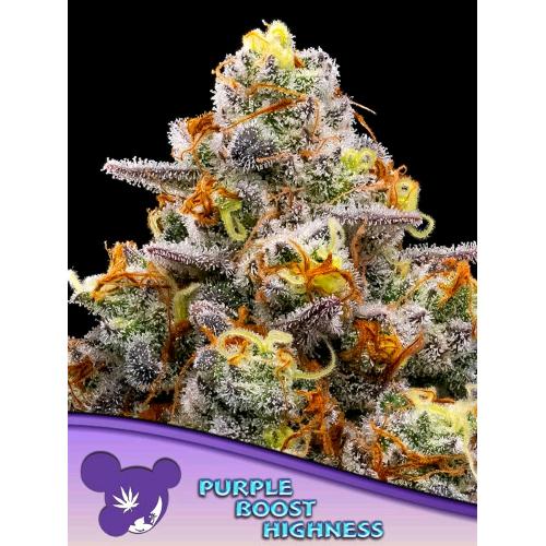 ANESIA SEEDS - PURPLE BOOST HIGHNESS FEM - 5 SEMI