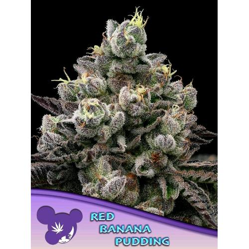ANESIA SEEDS - RED BANANA PUDDING FEM - 5 SEMI