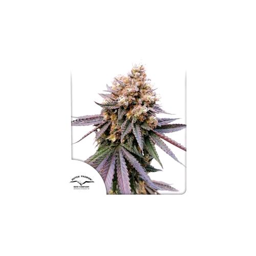 DUTCH PASSION - GMO FAST FEM - 5 SEMI