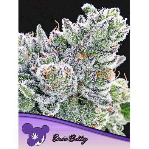 ANESIA SEEDS - SOUR BETTY FEM - 10 SEMI
