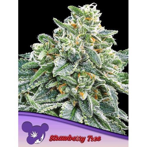 ANESIA SEEDS - STRAWBERRY TREE FEM - 10 SEMI