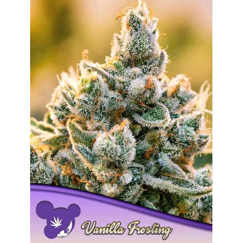 ANESIA SEEDS - VANILLA FROSTING FEM - 5 SEMI