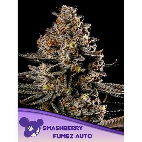 ANESIA SEEDS - SMASHBERRY FUMEZ AUTO - 10 SEMI