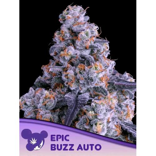 ANESIA SEEDS - EPIC BUZZ AUTO - 10 SEMI