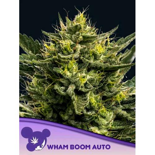 ANESIA SEEDS - WHAM BOOM AUTO - 3 SEMI