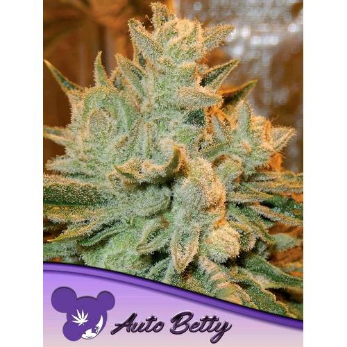 ANESIA SEEDS - AUTO BETTY - 25 SEMI