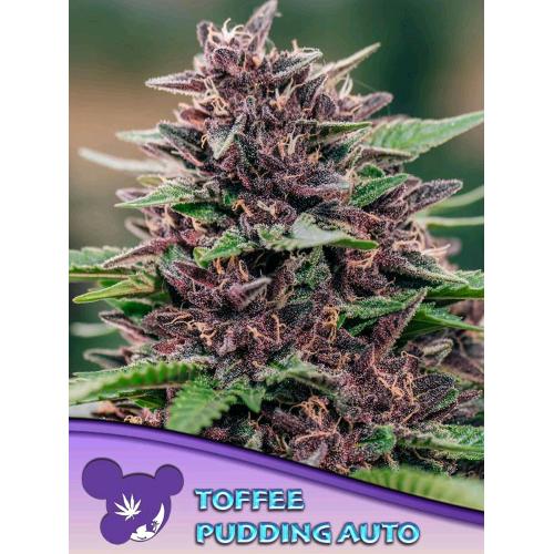 ANESIA SEEDS - TOFFEE PUDDING AUTO - 3 SEMI