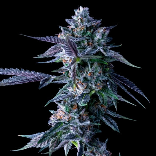 DNA GENETICS - CHOCOLOPE FEM - 10 SEMI