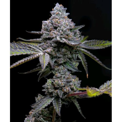 BARNEY'S FARM - APPLE FRITTER - 10 SEMI