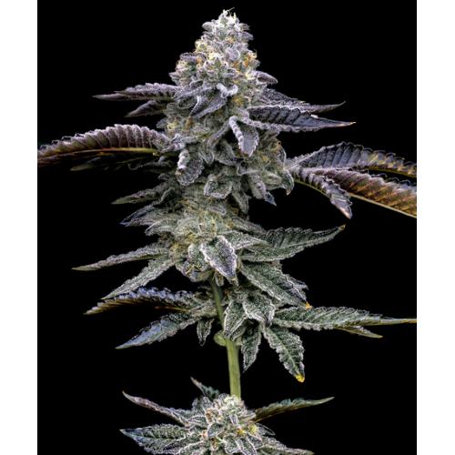 BARNEY'S FARM - BLUE DREAM - 5 SEMI