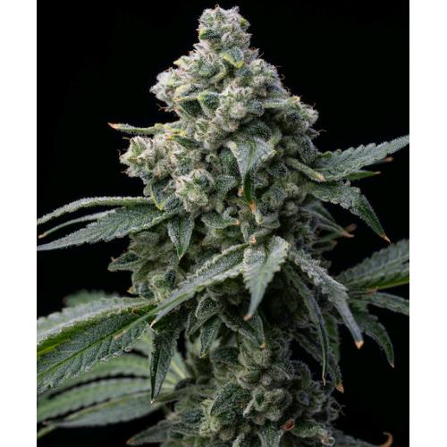 BARNEY'S FARM - BRUCE BANNER - 5 SEMI