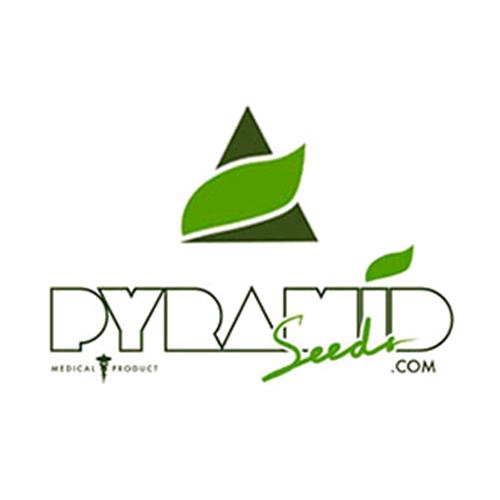 PYRAMID SEEDS - PURPLE URKLE - 1 SEME
