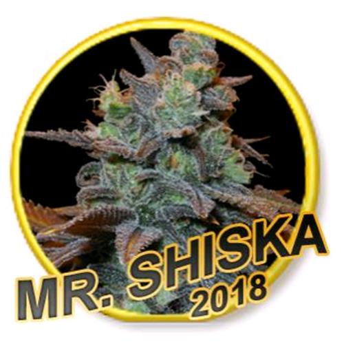 MR. HIDE MR. SHISKA FEMMINIZZATA 3 SEMI - USA STRAIN