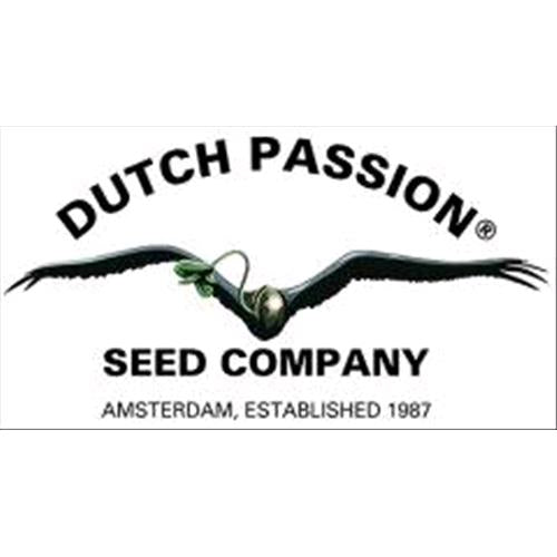 DUTCH PASSION - PAMIR GOLD FEM - 100 SEMI