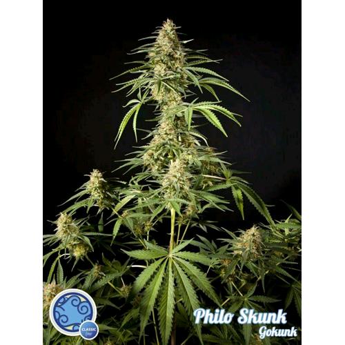PHILOSOPHER SEEDS - PHILO SKUNK - 1 SEME