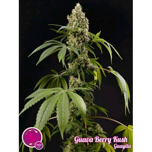 PHILOSOPHER SEEDS - GUAVA BERRY KUSH - 1 SEME