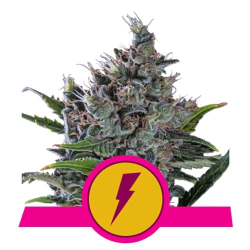 ROYAL QUEEN SEEDS - NORTH THUNDERFUCK FEM - 25 SEMI - USA PREMIUM