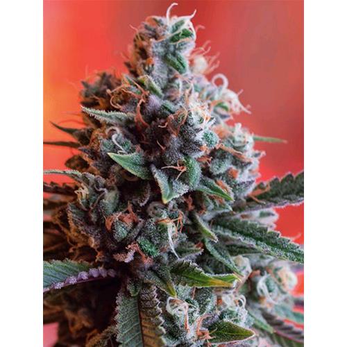 VISION SEEDS - DARK STAR X AK-49 - 3 SEMI
