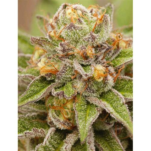 VISION SEEDS - PURE GELATO - 5 SEMI