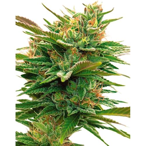 VISION SEEDS - NICOLE X OG - 3 SEMI