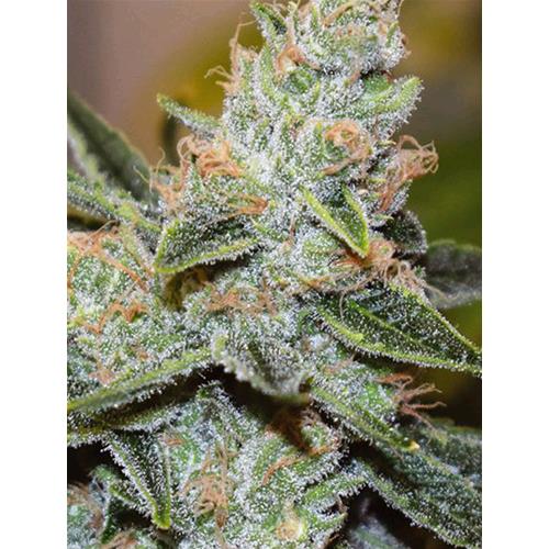 VISION SEEDS - WEDDING CAKE X TRIPLE OG - 3 SEMI