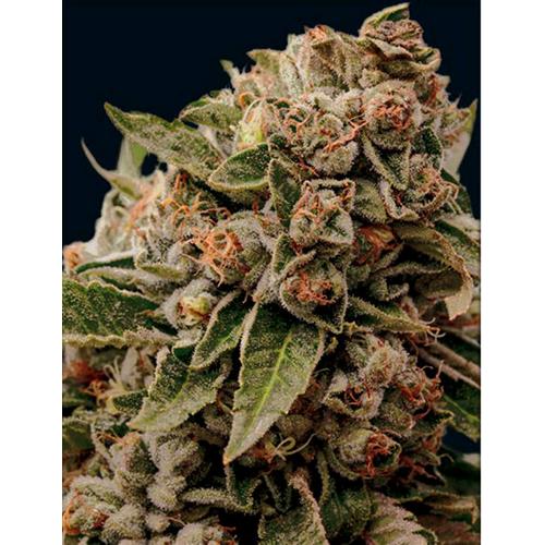 VISION SEEDS - LAMB'S BREATH - 3 SEMI