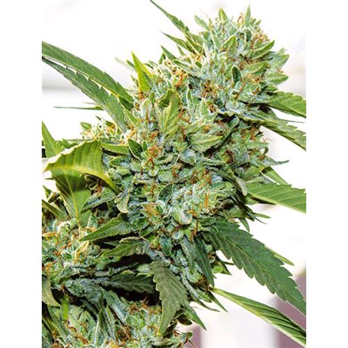 VISION SEEDS - VISION KOSHER - 5 SEMI