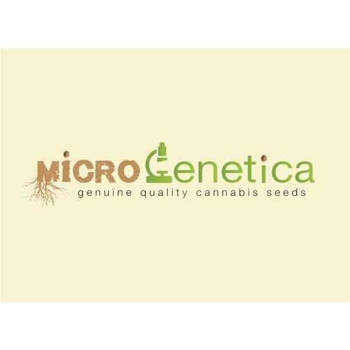MICROGENETICA - WHITE CHEESE FEM - 10 SEMI