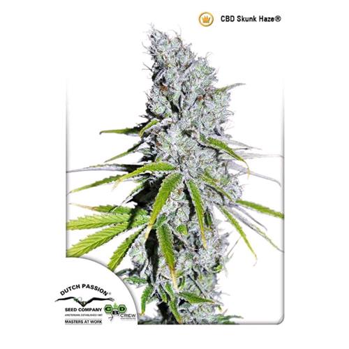 DUTCH PASSION - CBD SKUNK HAZE FEM - 5 SEMI