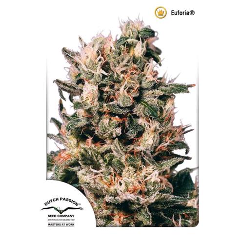 DUTCH PASSION - EUFORIA FEM - 10 SEMI