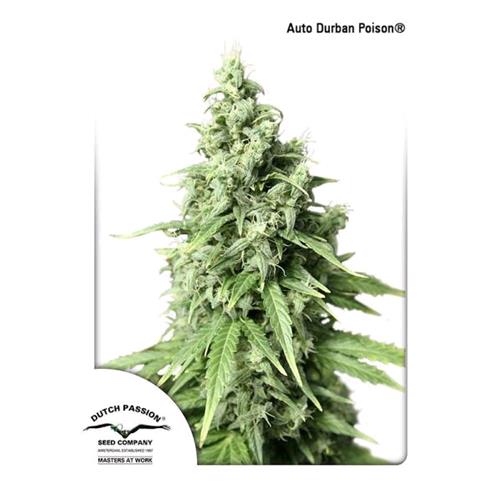 DUTCH PASSION - DURBAN POISON FEM - 3 SEMI