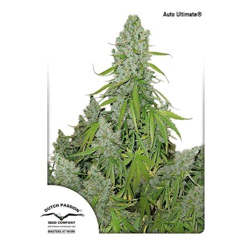DUTCH PASSION - ULTIMATE AUTO - 3 SEMI