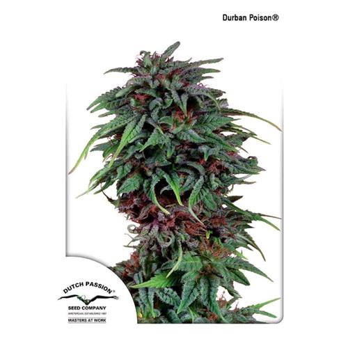 DUTCH PASSION - DURBAN POISON FEM - 5 SEMI
