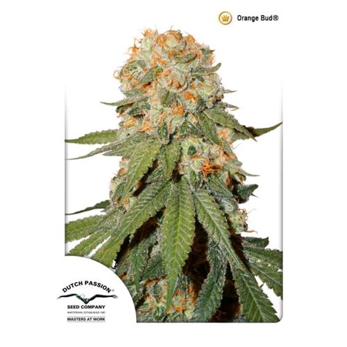 DUTCH PASSION - ORANGE BUD FEM - 10 SEMI