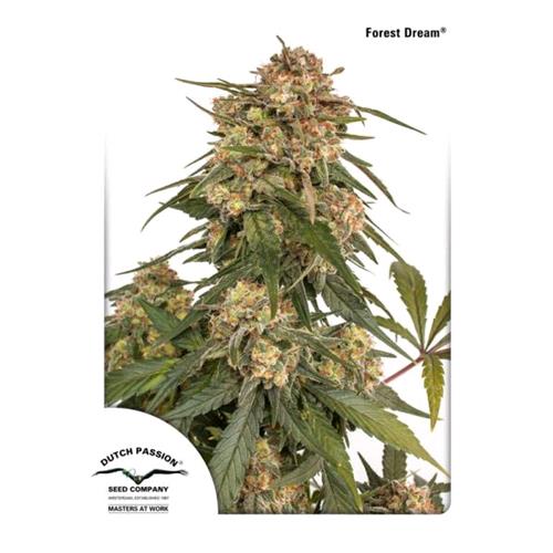 DUTCH PASSION - FOREST DREAM FEM - 5 SEMI