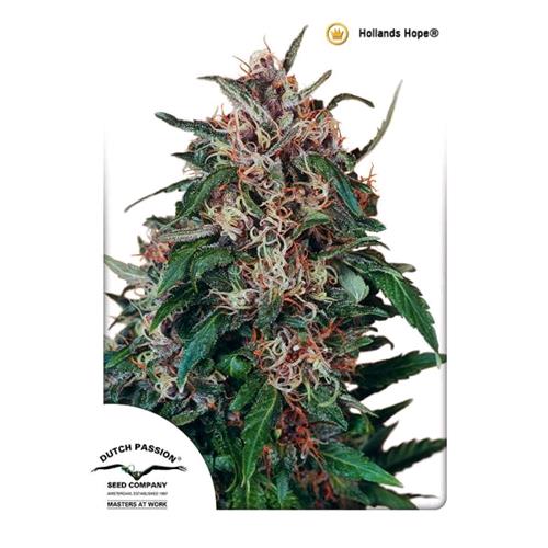 DUTCH PASSION - HOLLANDS HOPE FEM - 5 SEMI