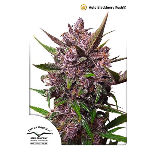 DUTCH PASSION - BLACKBERRY KUSH AUTO - 7 SEMI