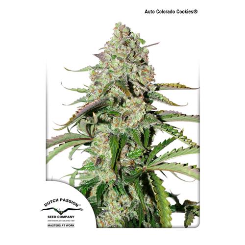 DUTCH PASSION - COLORADO COOKIES AUTO - 3 SEMI