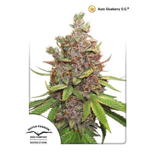 DUTCH PASSION - GLUEBERRY OG AUTO - 3 SEMI
