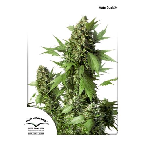 DUTCH PASSION - DUCK AUTO - 7 SEMI