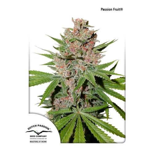 DUTCH PASSION - PASSION FRUIT FEM - 3 SEMI