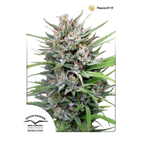 DUTCH PASSION - PASSION #1 FEM - 5 SEMI