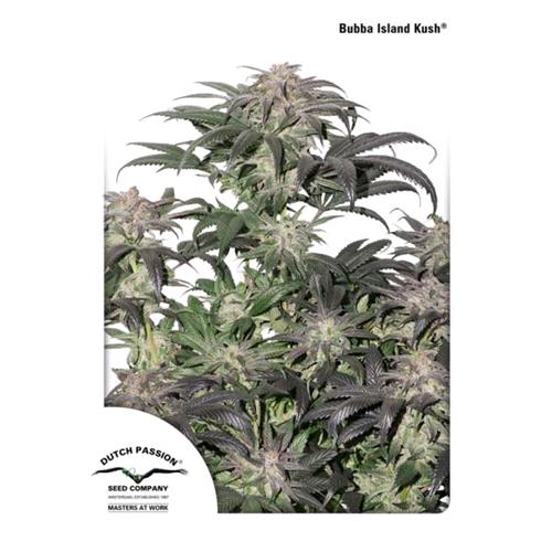 DUTCH PASSION - BUBBA ISLAND KUSH FEM - 3 SEMI