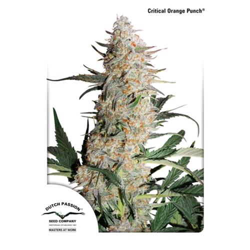 DUTCH PASSION - CRITICAL ORANGE PUNCH FEM - 10 SEMI