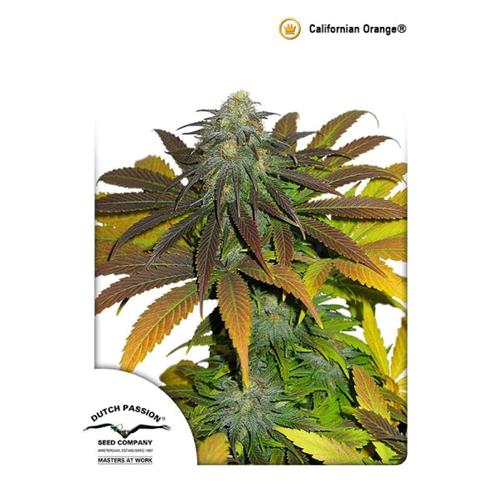 DUTCH PASSION - CALIFORNIAN ORANGE FEM - 5 SEMI
